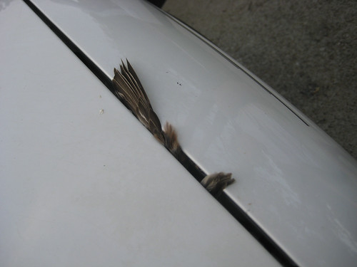 Now, that's how you hit a bird
