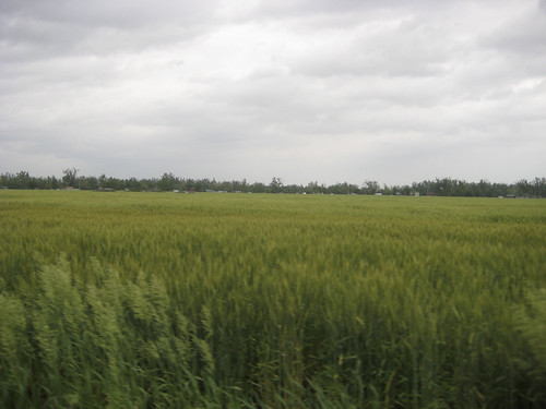 Wheat waving at Big Lake