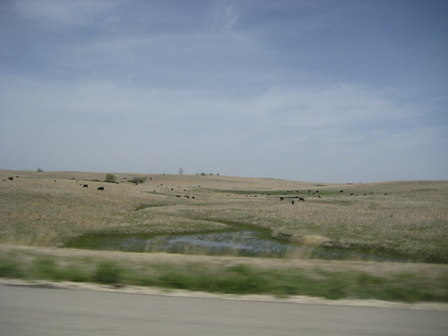 Lots of cows